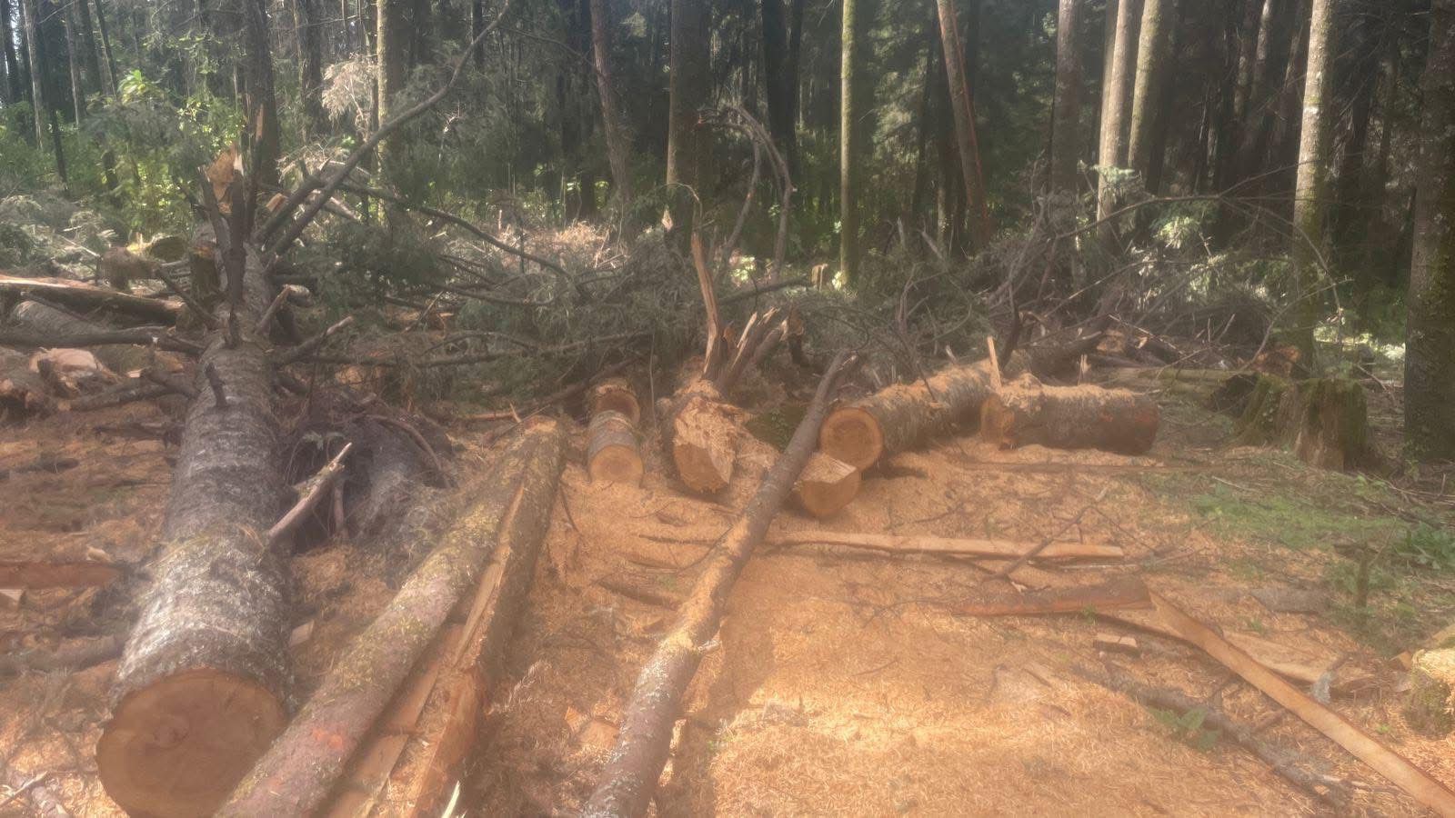 Piden comisariados ejidales de Tetela del volcán frenar tala en zona boscosa