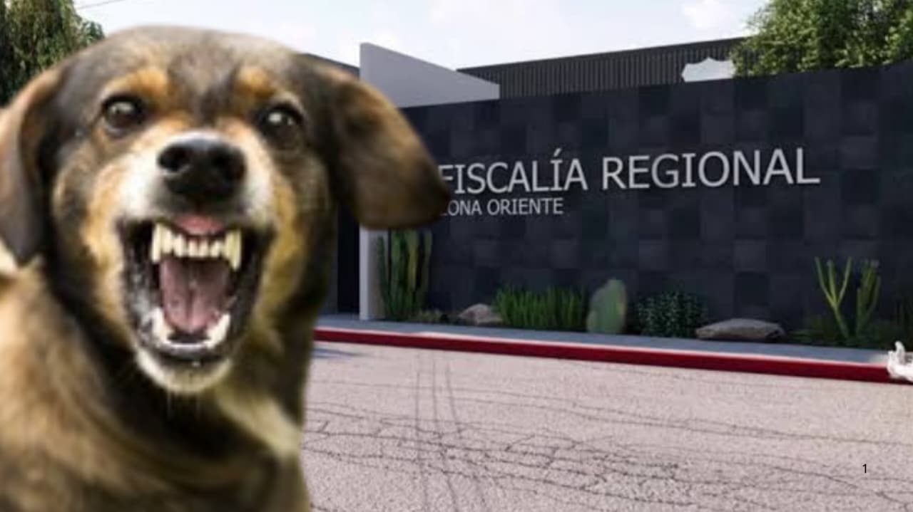 Confirma Fiscalía investigación por ataque de perros a mujer en Cuautla
