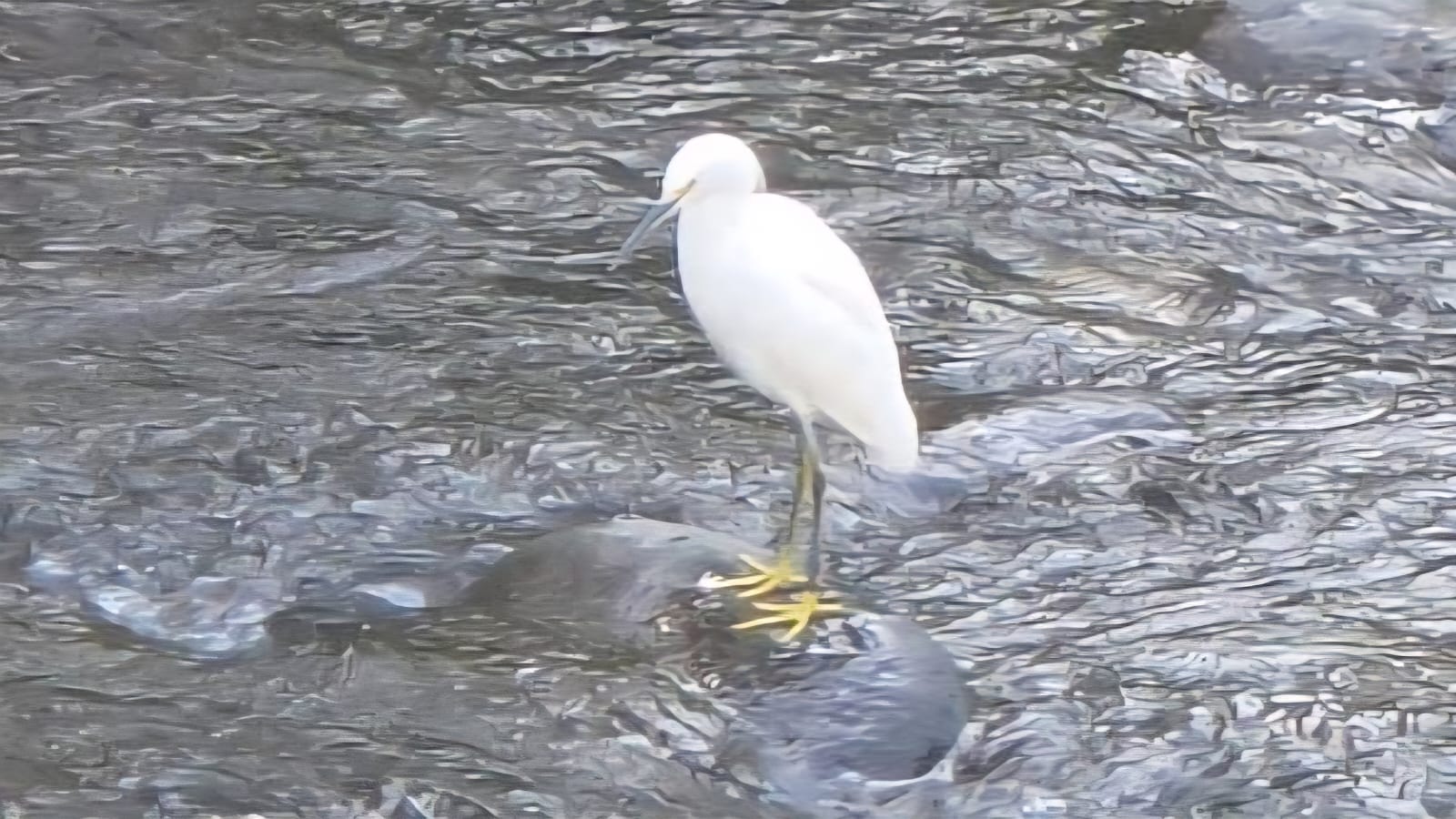 Invitan a jornada de observación de aves en Cerro Grande