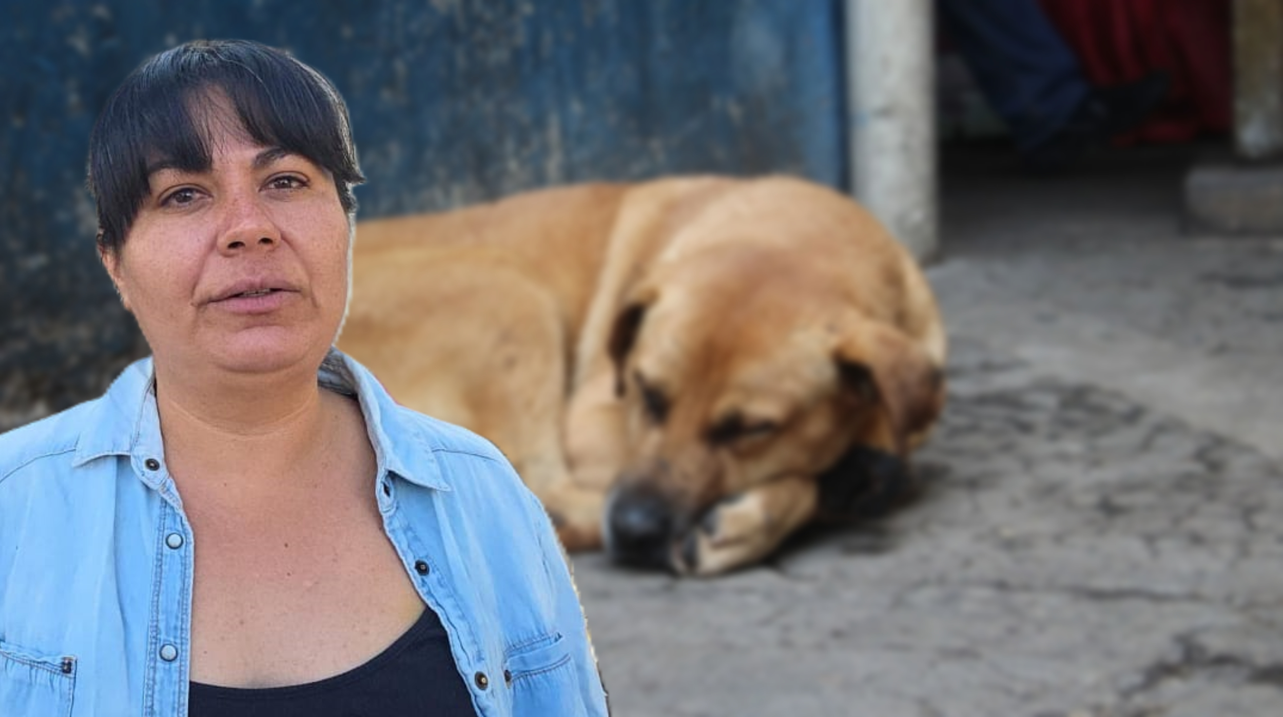 Persisten agresiones contra animales en Cuautla y la región oriente