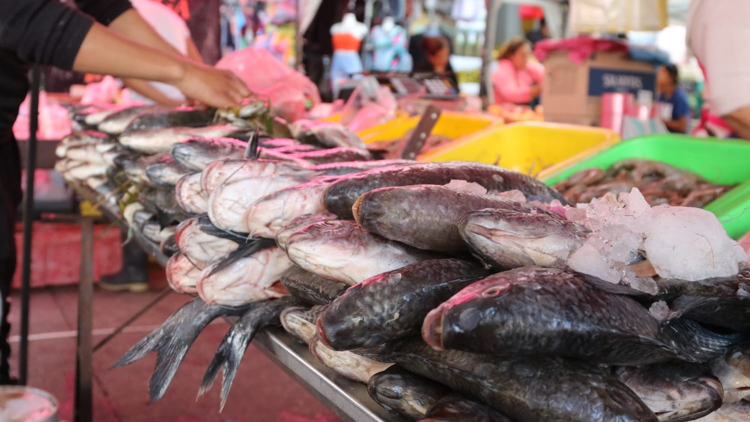 Se mantiene precio de pescados y mariscos en Cuautla