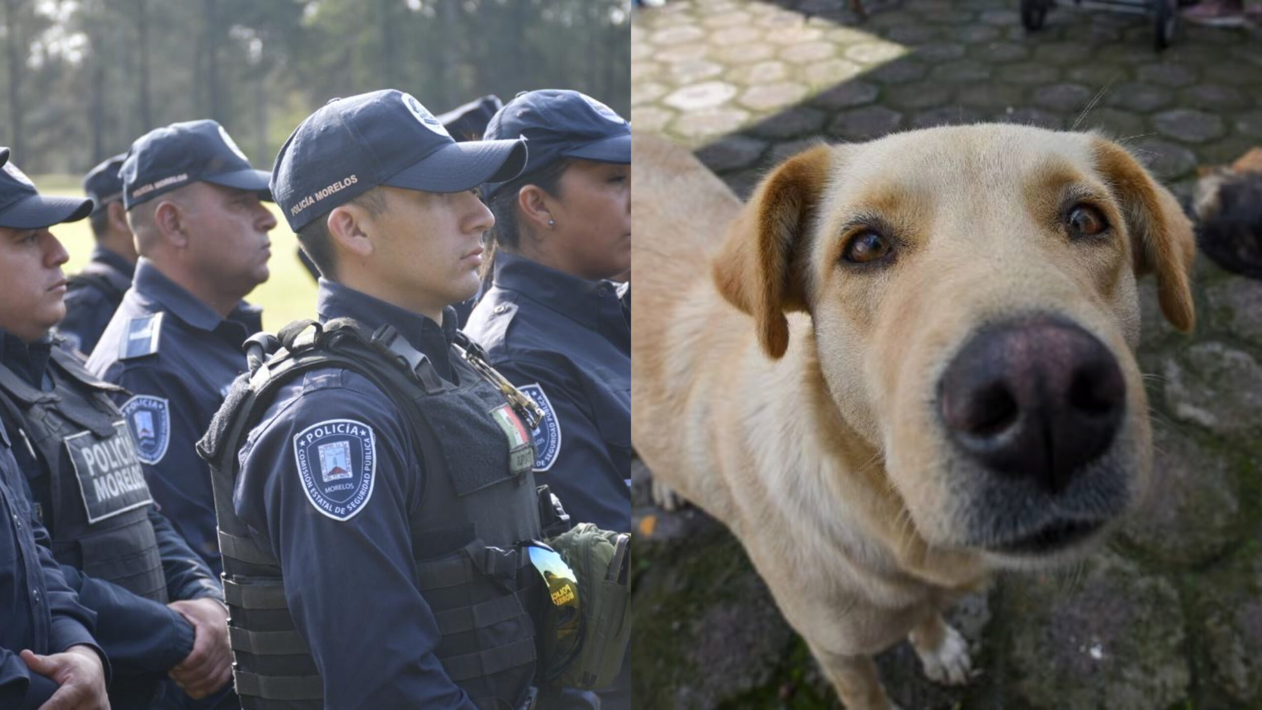 Municipios desconocen cómo atender casos de crueldad animal