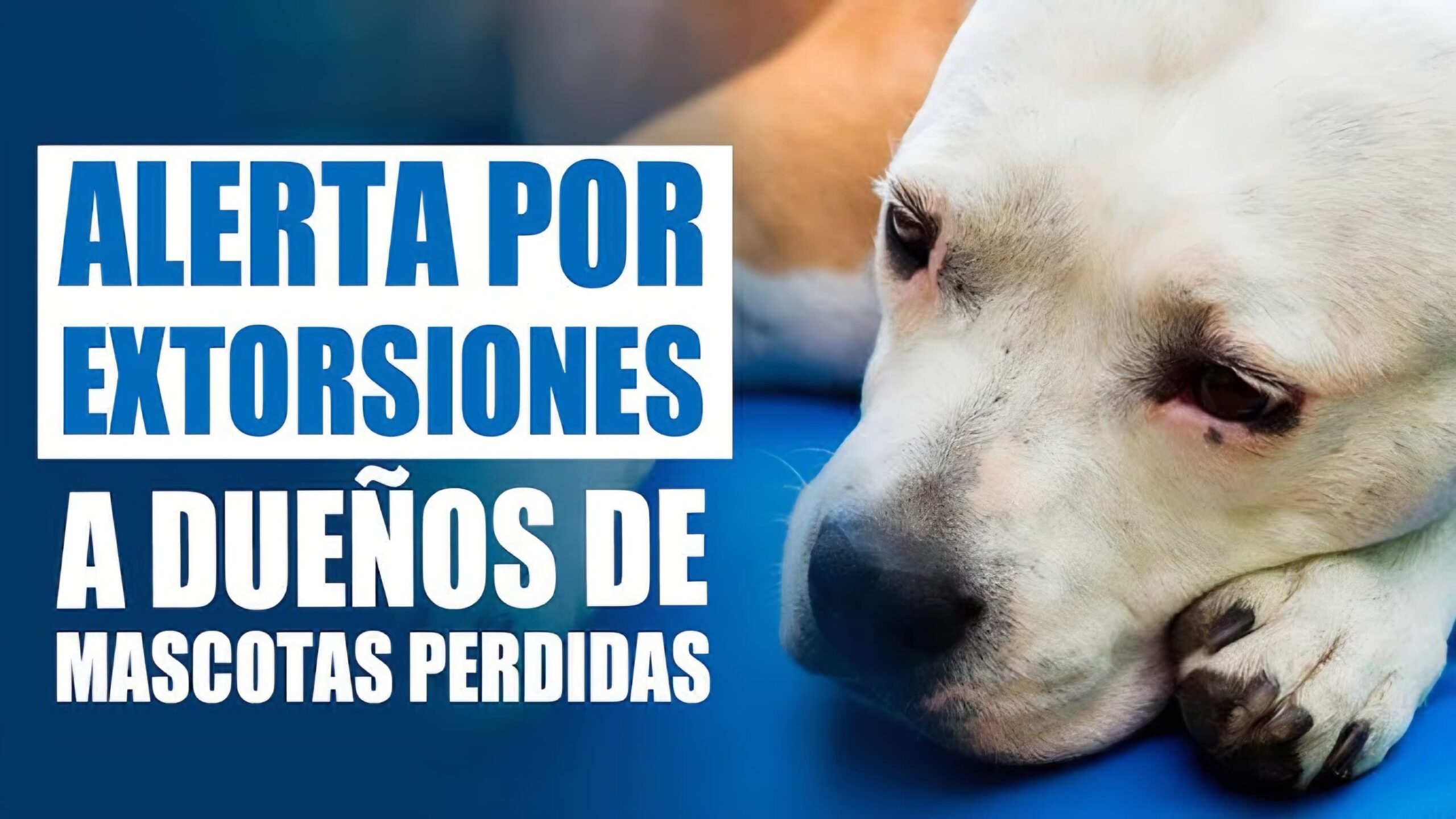 Alertan por posibles casos de extorsión relacionados con mascotas extraviadas
