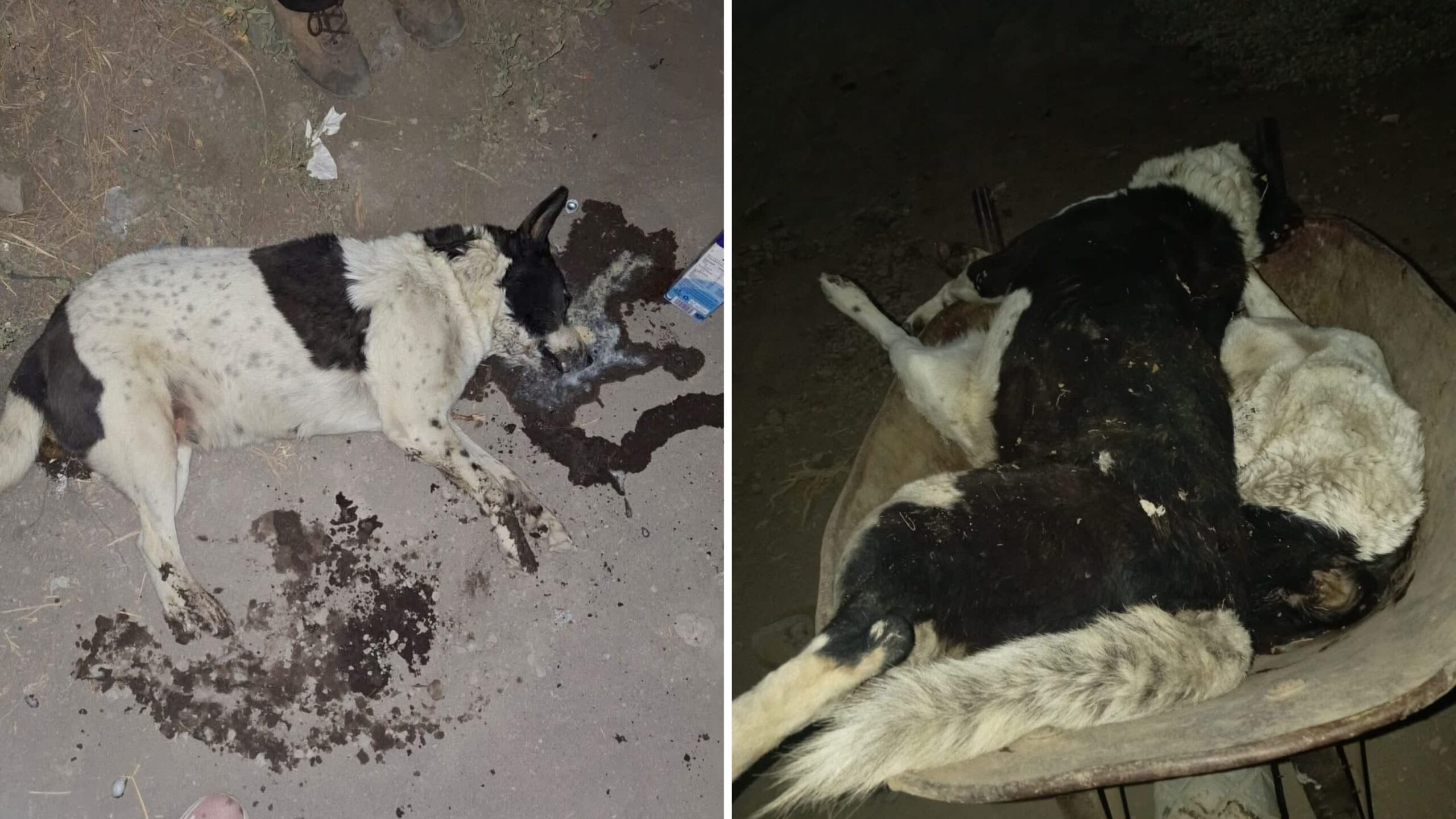Siguen casos de crueldad animal en la región oriente