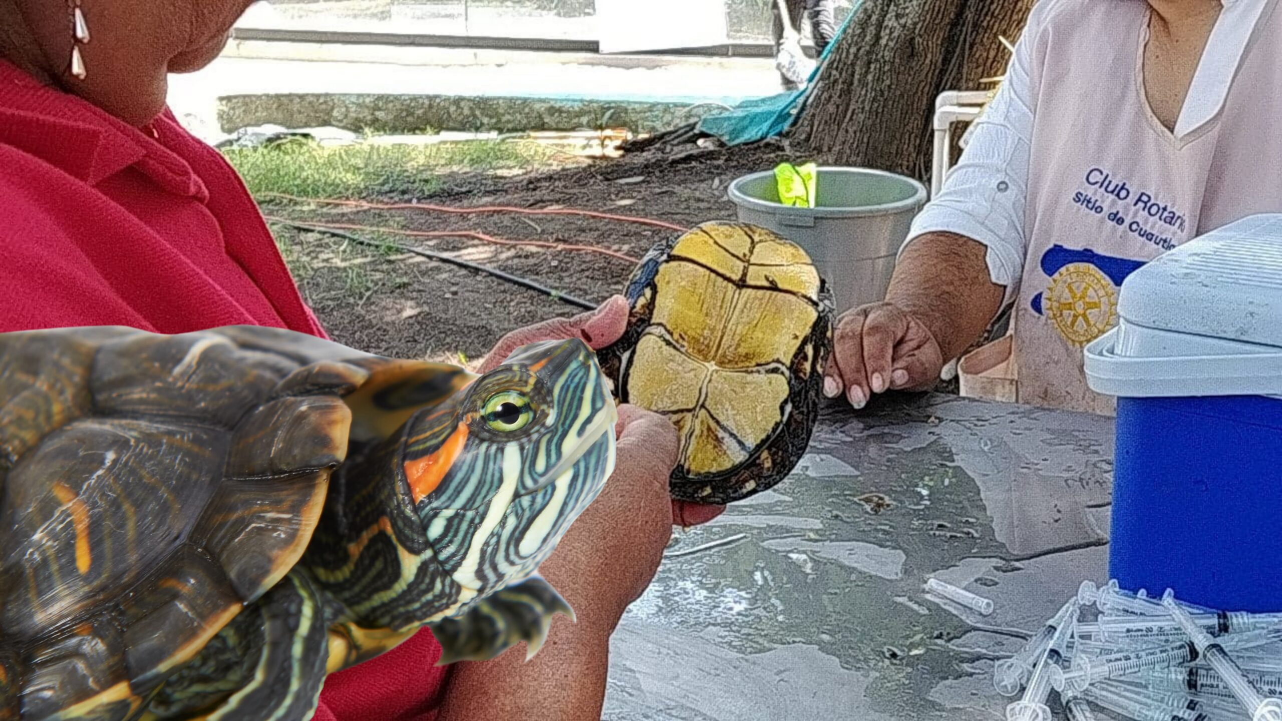Llaman a la población a sumarse al cuidado de las tortugas en Cuautla