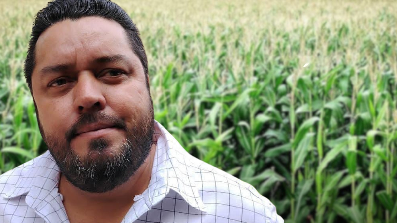 Caída en el precio del maíz pone en riesgo a productores de Morelos