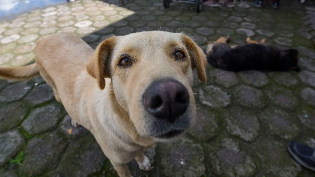 Reportan desaparición de perros comunitarios en Tlayacapan