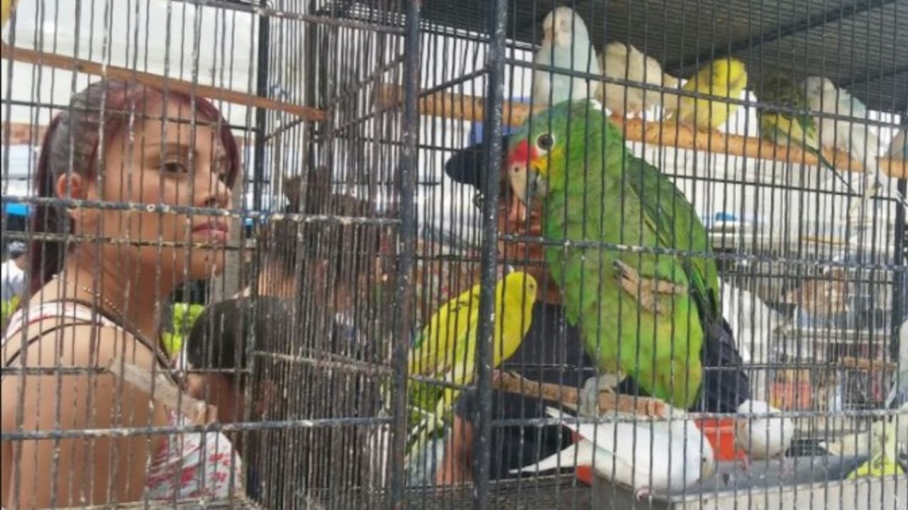 Yecapixtla refuerza acciones para evitar venta de aves silvestres en Tianguis