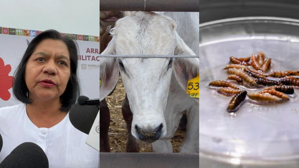 Confirman presencia de gusano barrenador en Morelos; mantienen vigilancia sanitaria