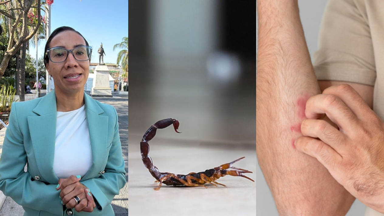 Alertan por incremento de alacranes en hogares de Cuautla