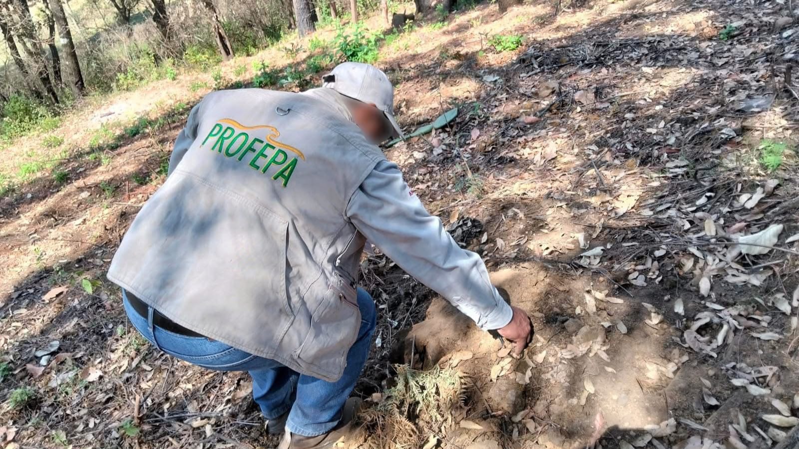 Capacitan a comuneros de Tlalnepantla en saneamiento forestal