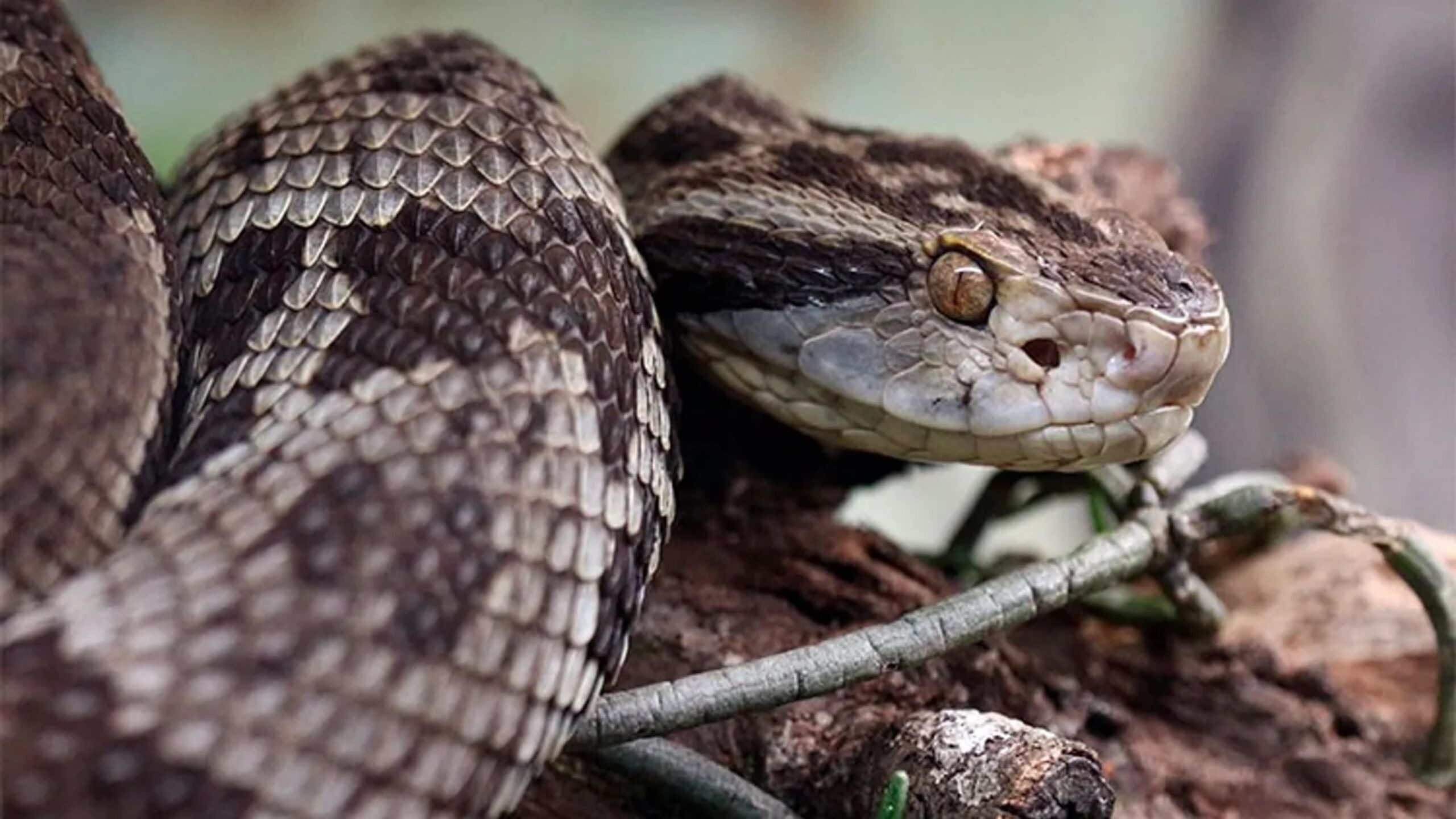 Expertos llaman a no agredir a las serpientes