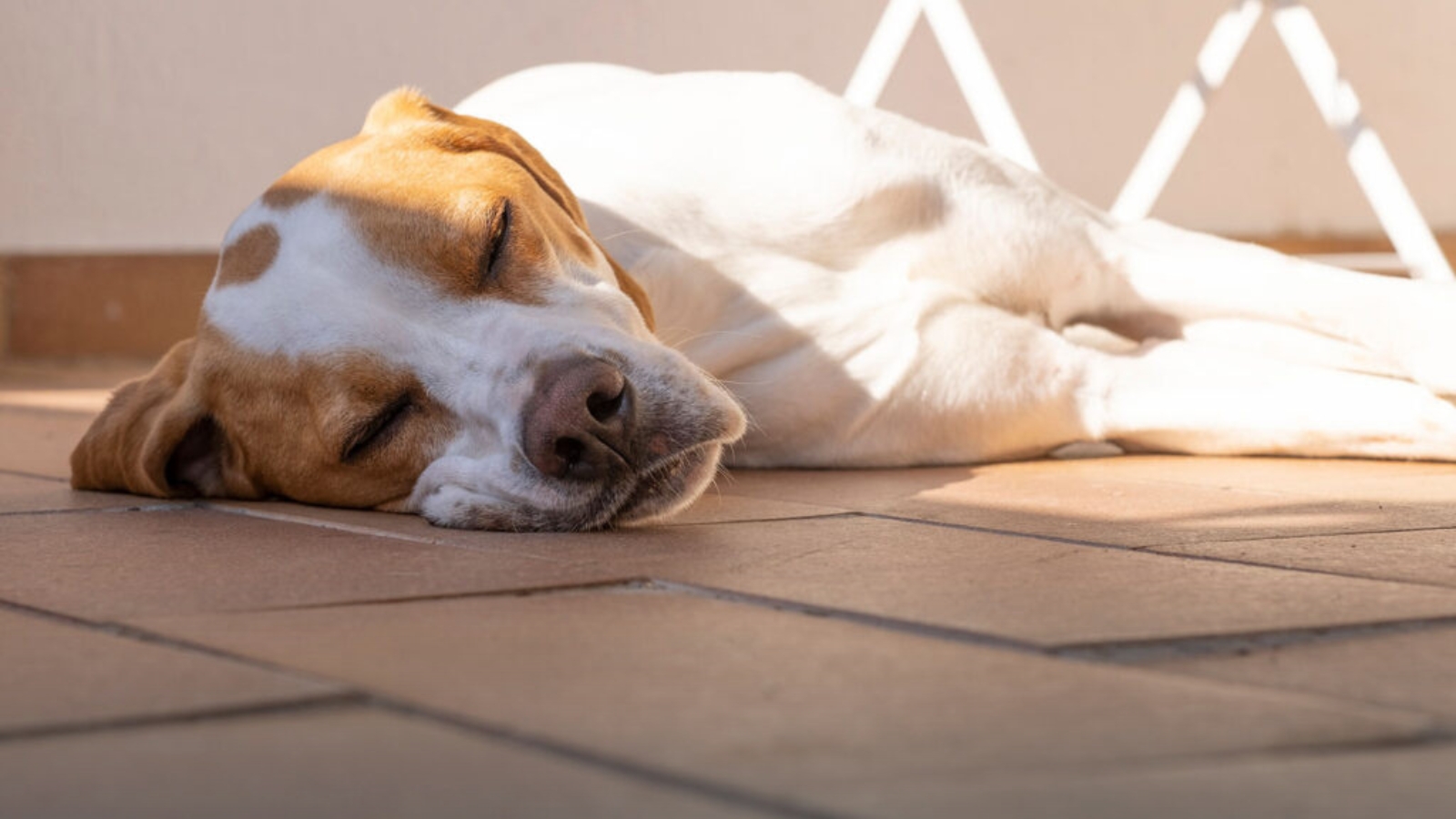Advierten sobre riesgos de golpe de calor en mascotas ante altas temperaturas