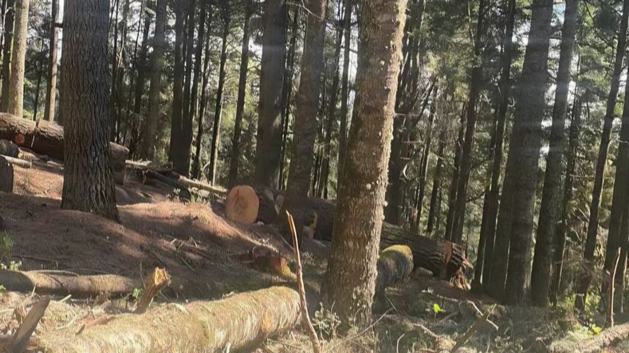 Habitantes de Tetela del Volcán exigen frenar tala en zona boscosa