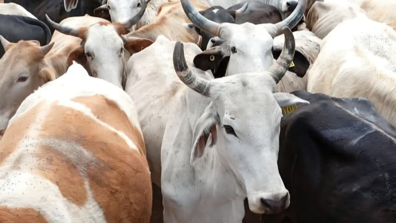 Refuerzan sanidad animal con campaña de fumigación contra plagas