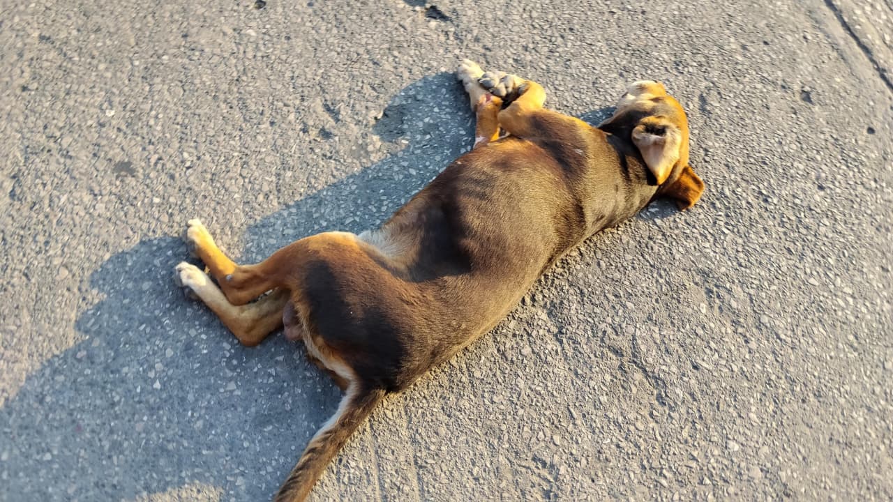 Alertan por extorsiones ligadas a mascotas perdidas en Cuautla