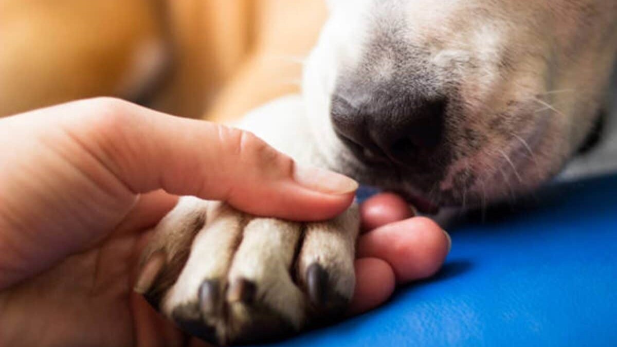 Cuautla ya tiene reglamento de bienestar animal