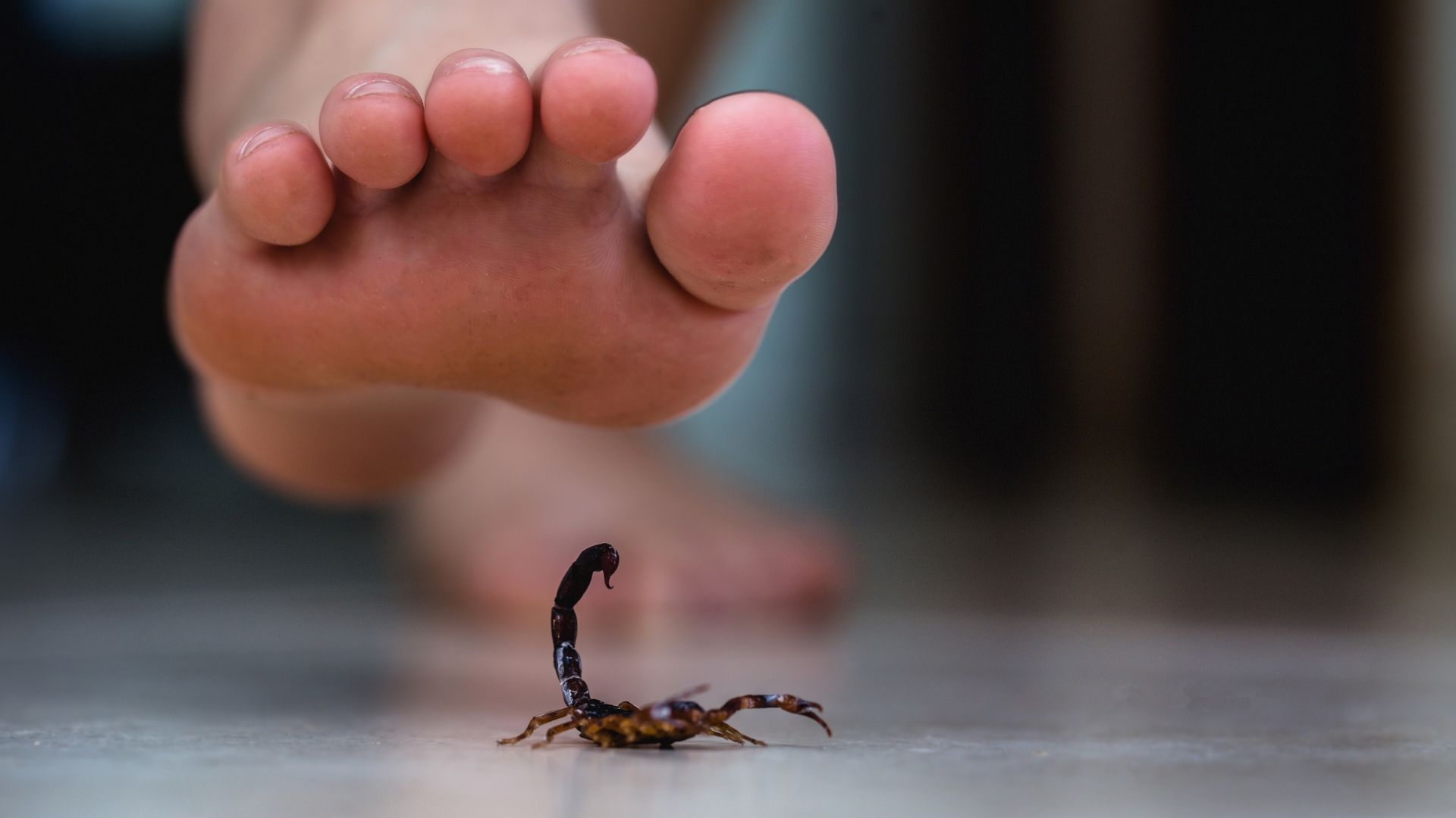 Confirman primera muerte por picadura de alacrán en Morelos