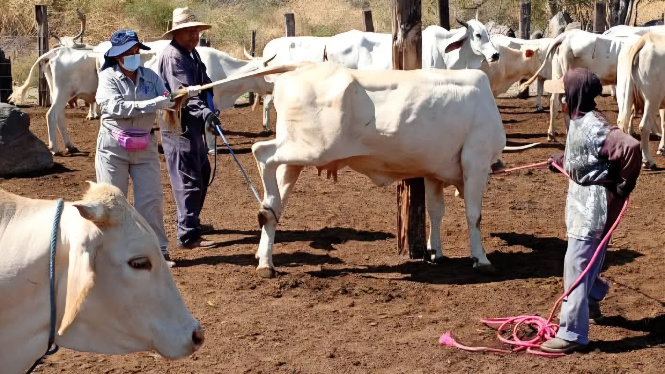Arranca campaña gratuita para detectar enfermedades en ganado en Jonacatepec