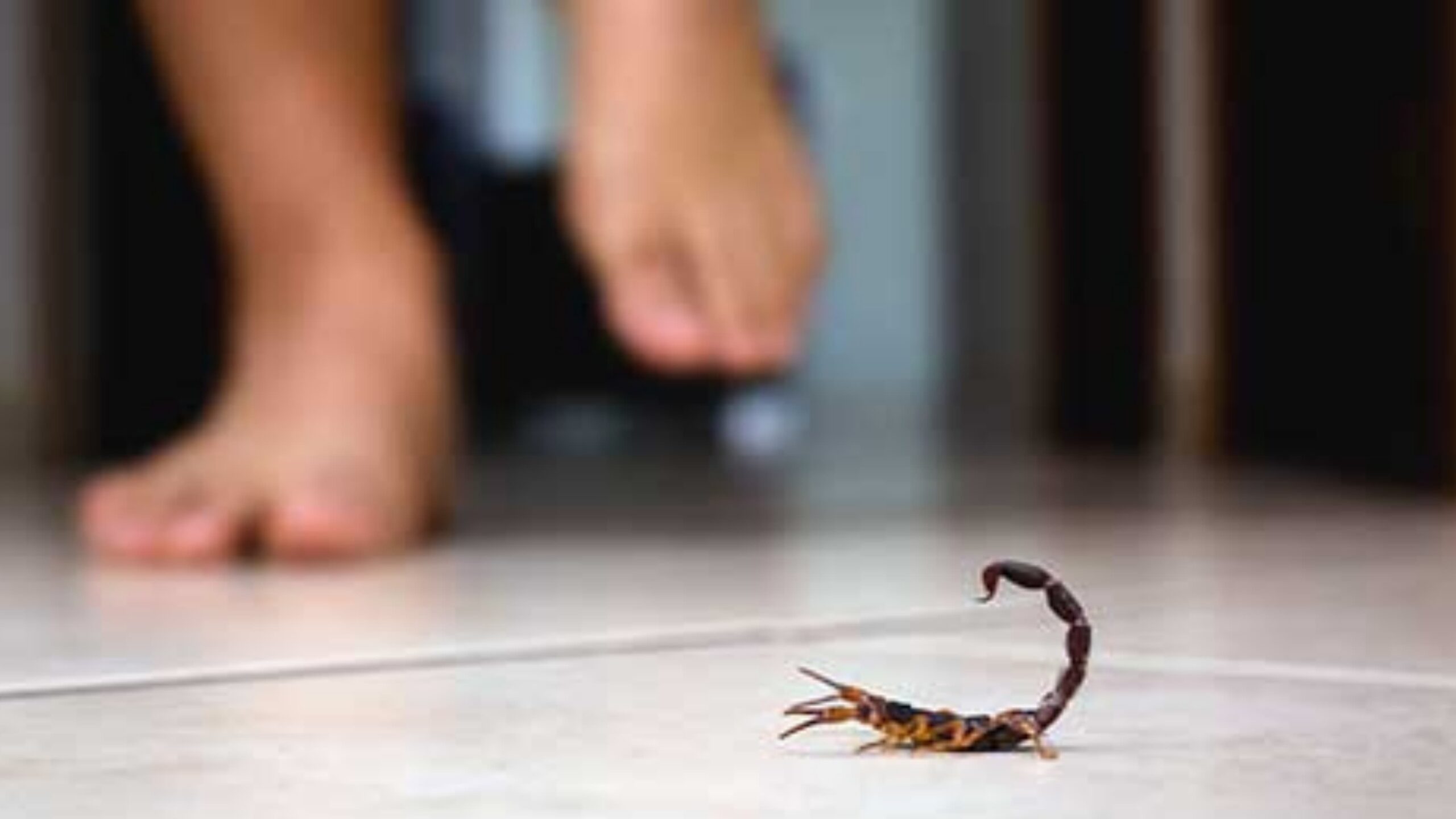 Casi 3 mil piquetes de alacrán se han registrado en Morelos en lo que va del 2026