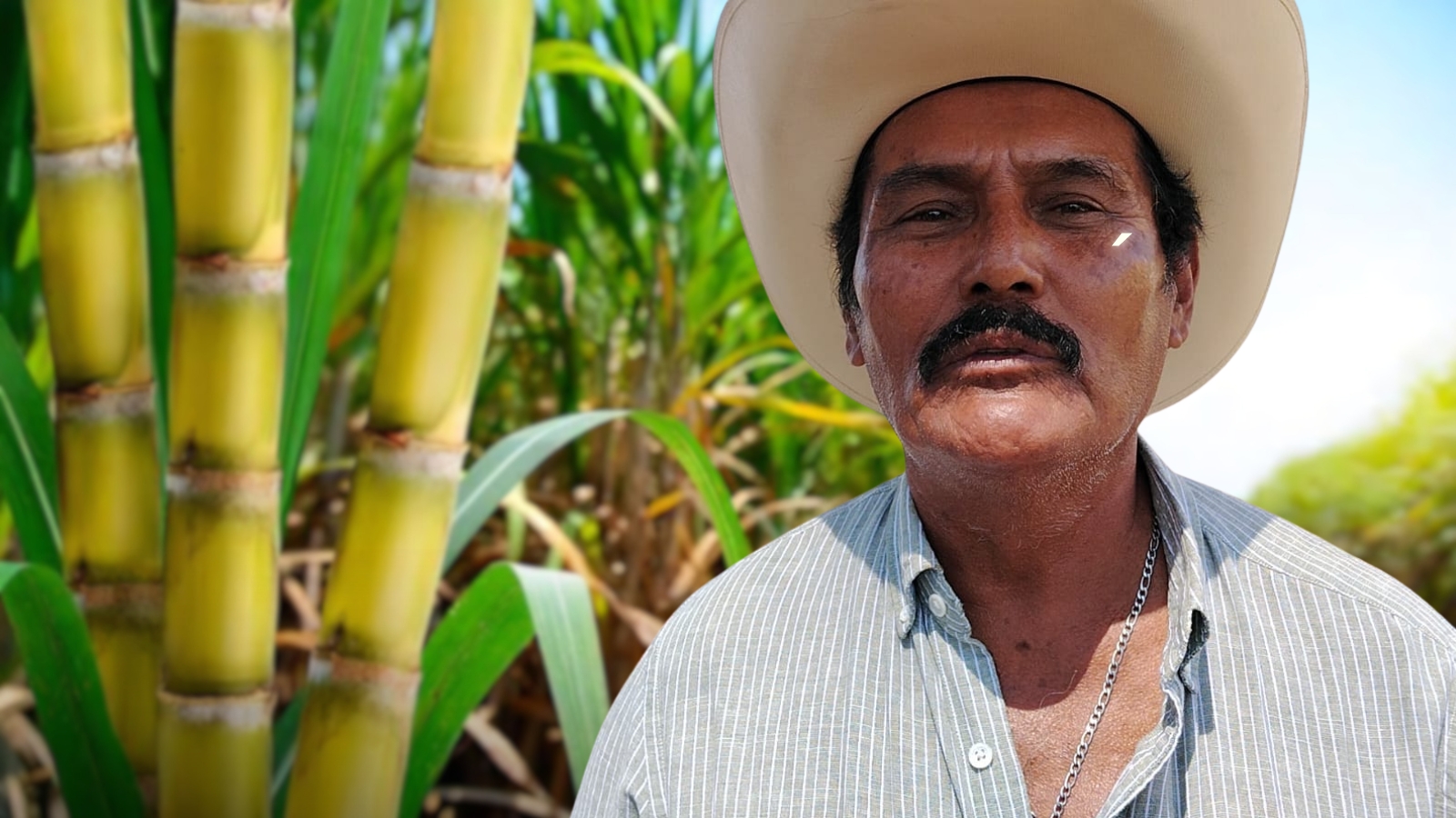 Anenecuilco se mantiene libre de plagas en sus cultivos