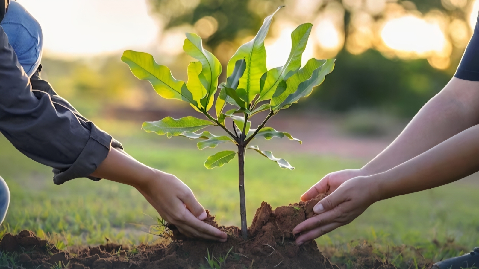 Invitan a jornada de arborización y pintura en la Casa de la Cultura