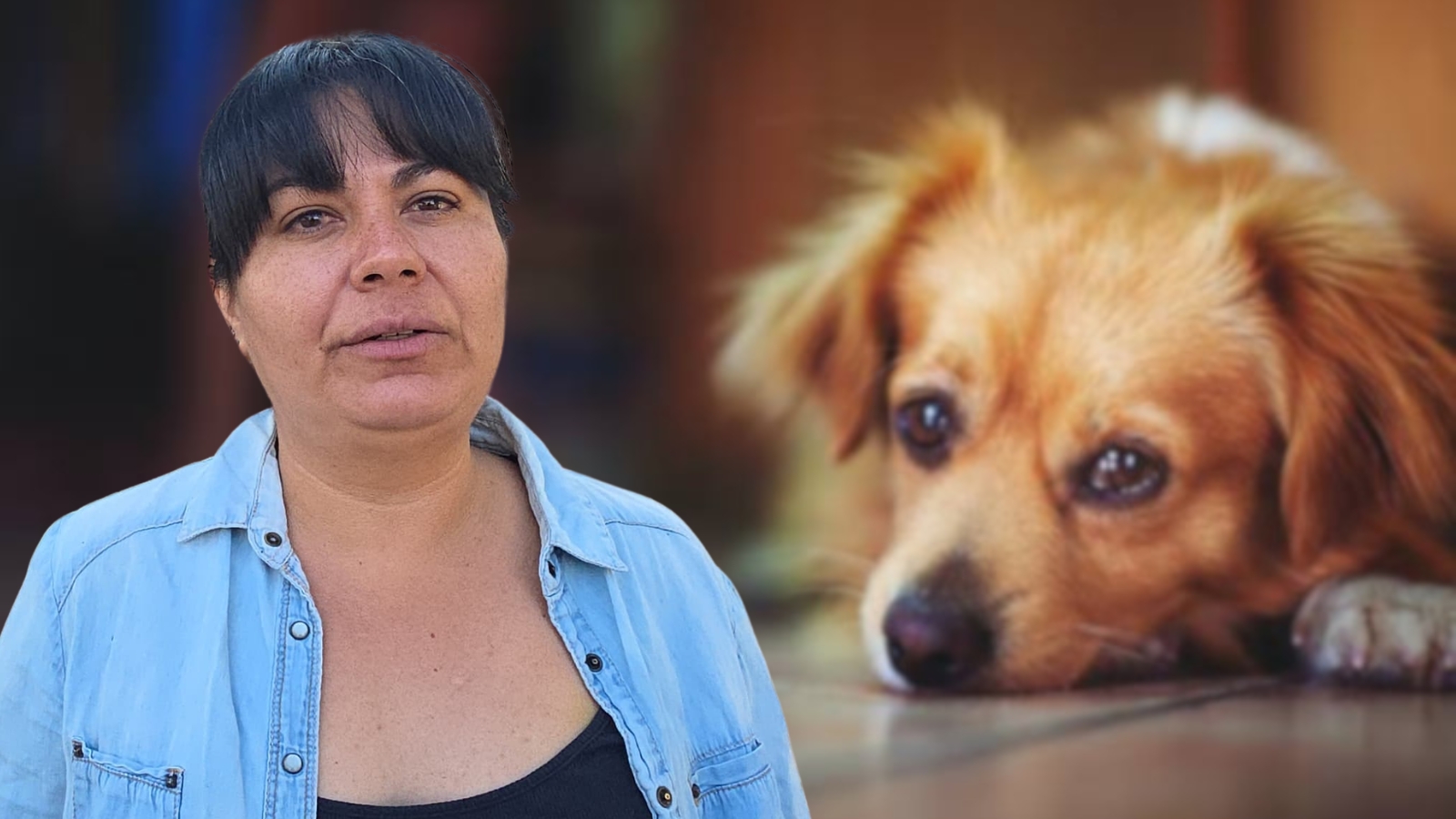 Piden apoyo para mantener rescate de perros en Cuautla