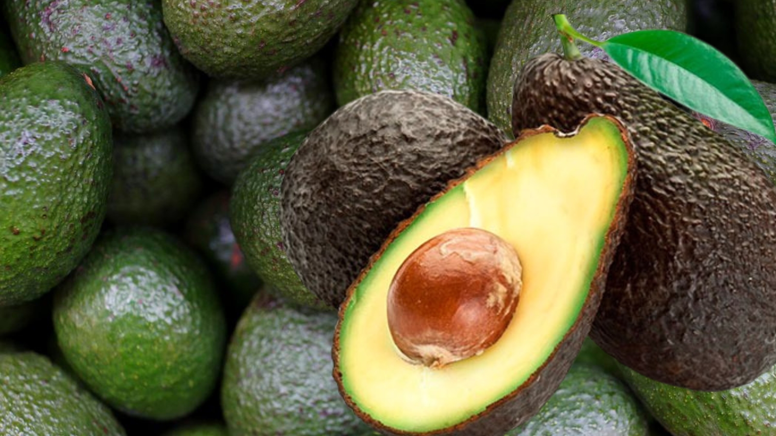 Impulsan exportación de aguacate morelense en Canadá con nuevas alianzas comerciales