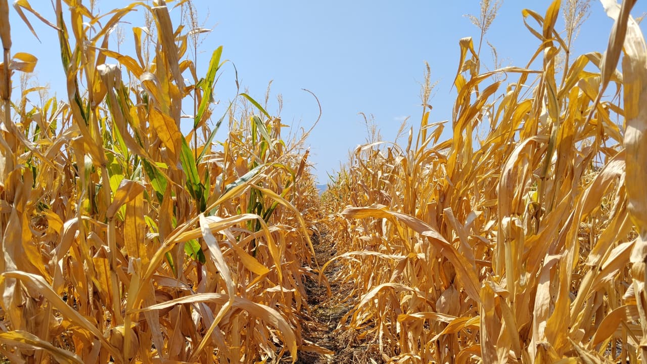 Advierten riesgo en cosechas por fenómeno de “El Niño”