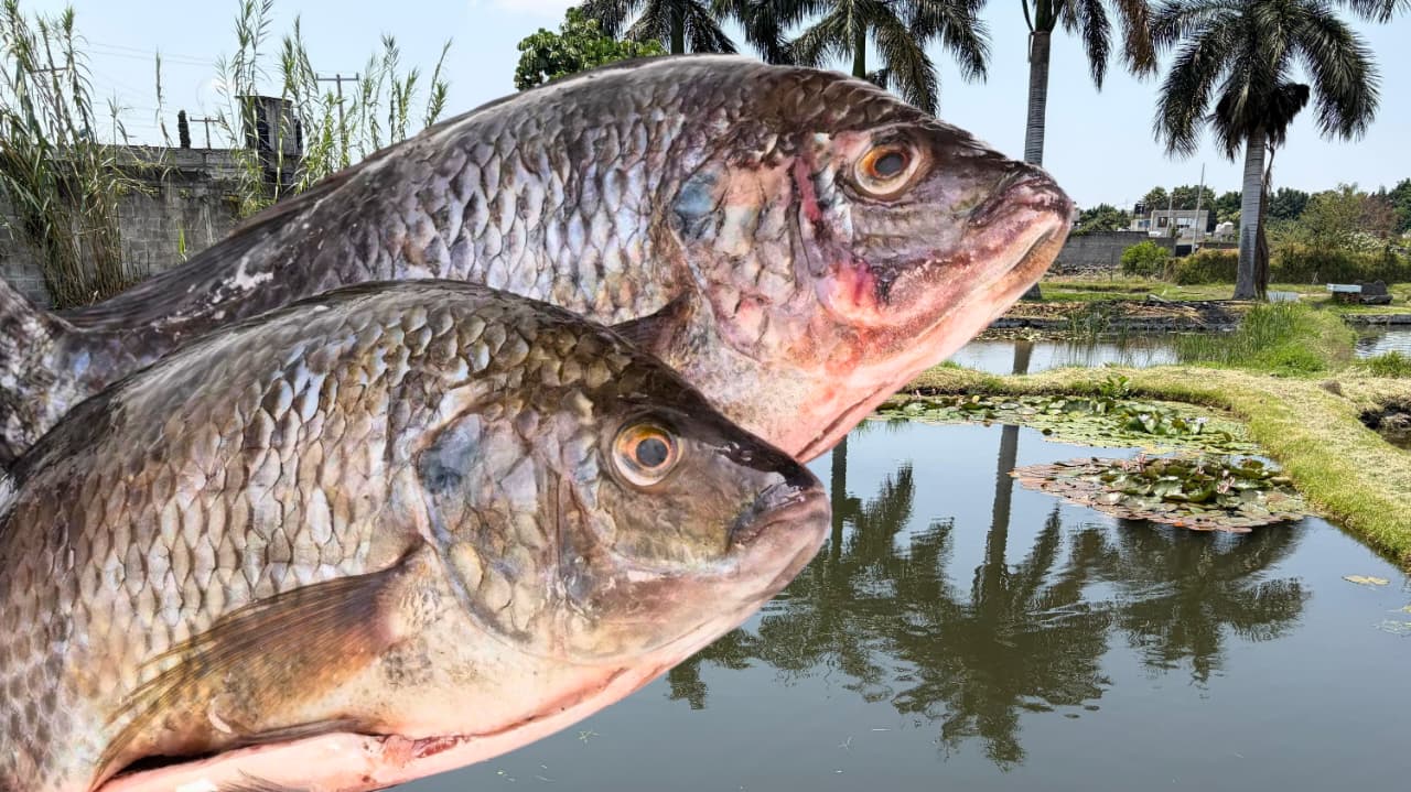 Semana Santa impulsa venta de mojarra en Santa Inés