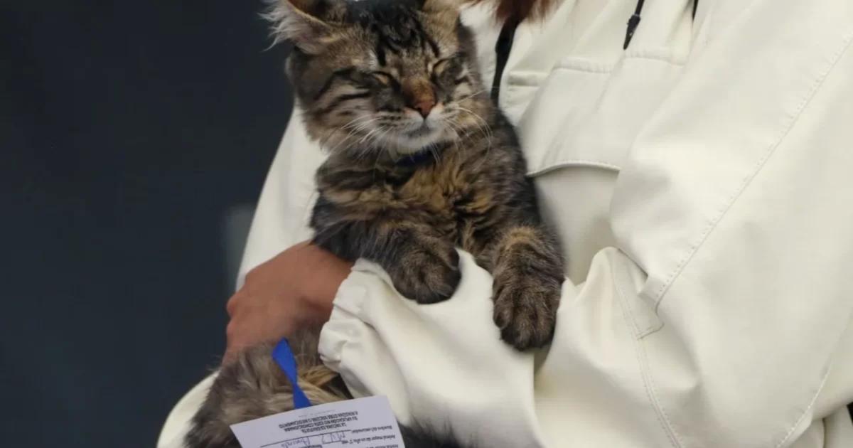 Cuautla realizará jornada gratuita de vacunación antirrábica para perros y gatos