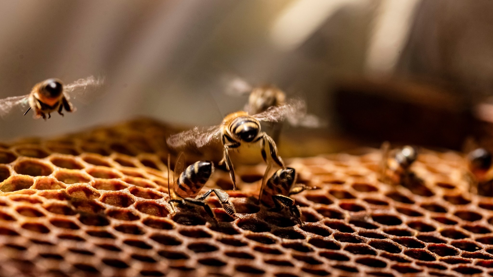 Llaman a proteger a las abejas y evitar agresiones