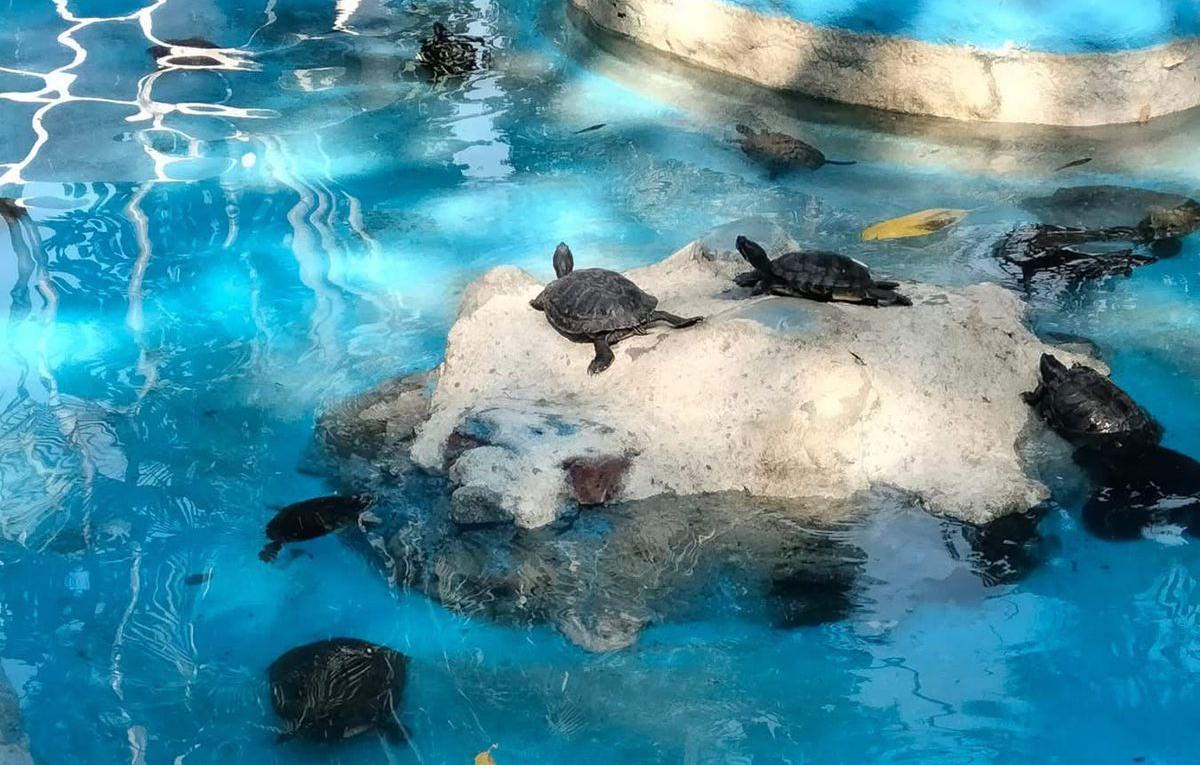 Conmemorarán en Cuautla el Día de la Tortuga Semiacuática