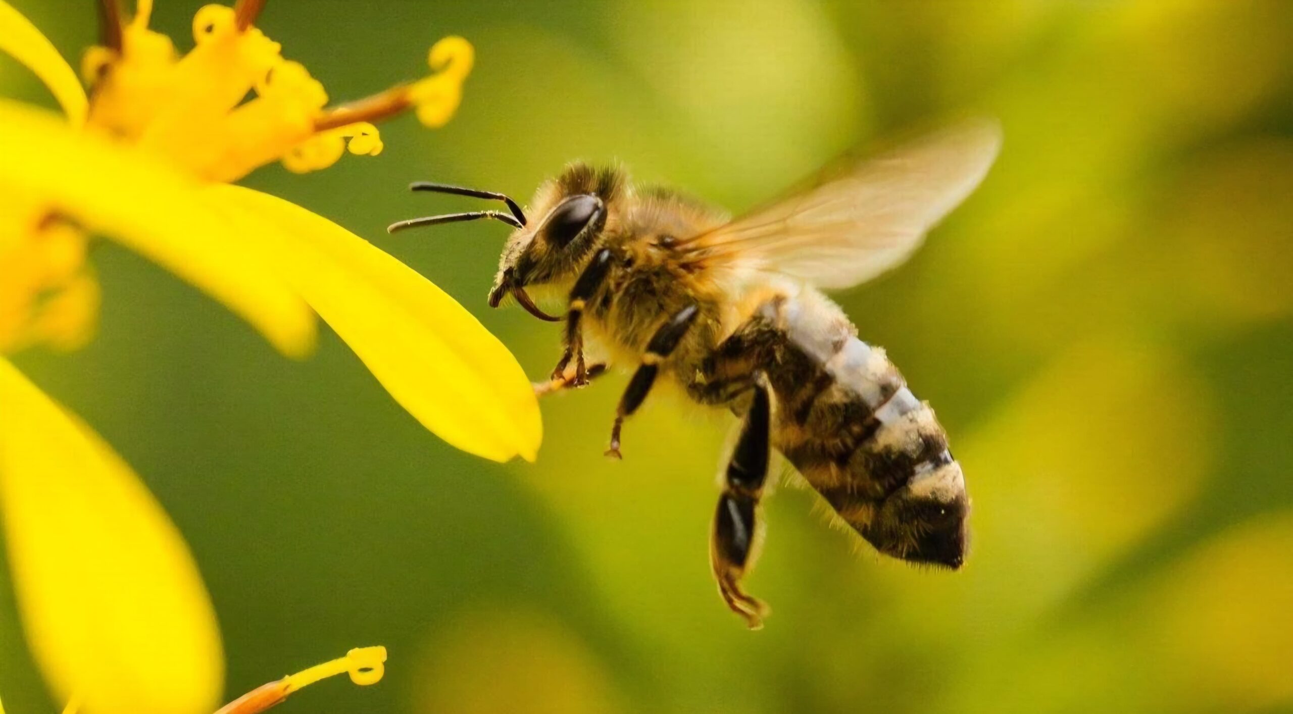 Amayuca será sede de pláticas informativas por el Día Mundial de las Abejas