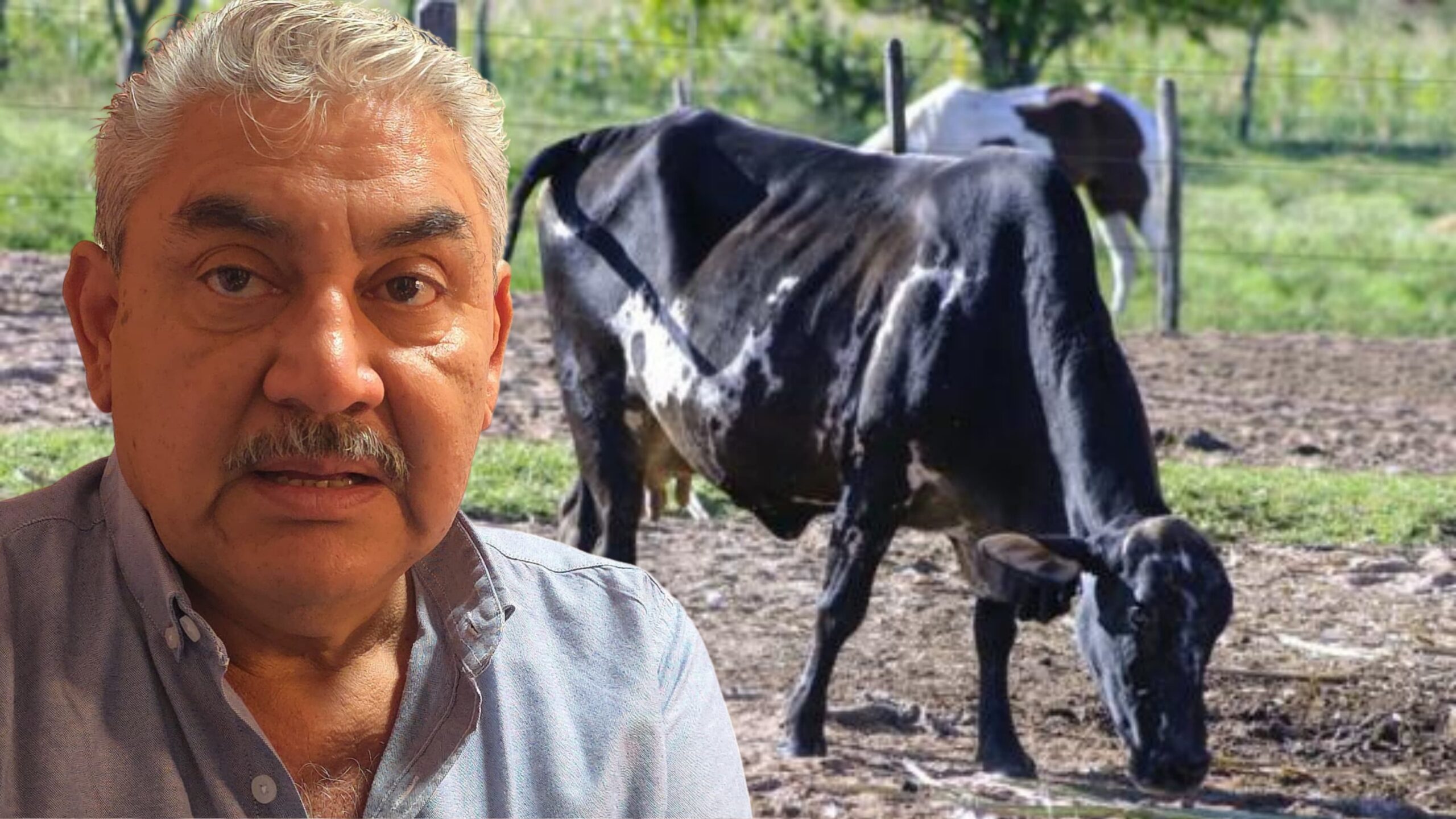 También hay tuberculosis en ganado de Morelos