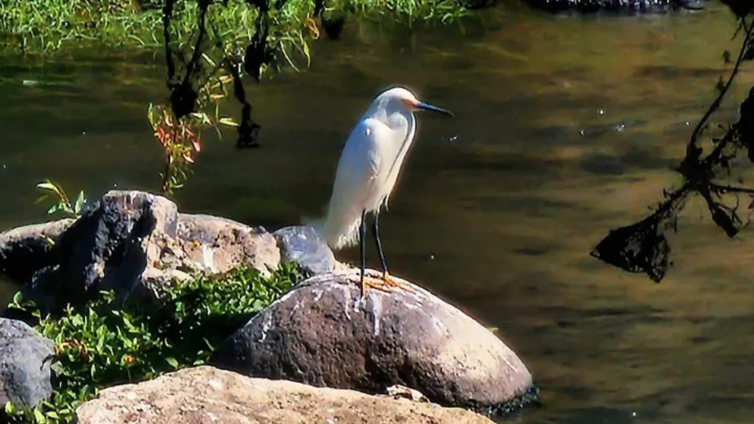 Microclima del río Cuautla es fundamental para las aves