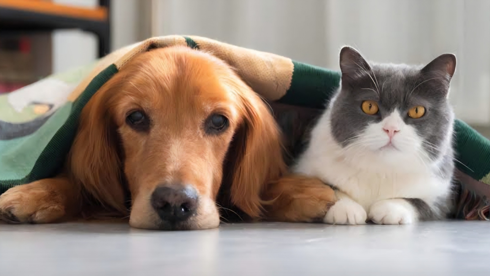Realizará Amigos de los Perros campaña de esterilización en Cuautla