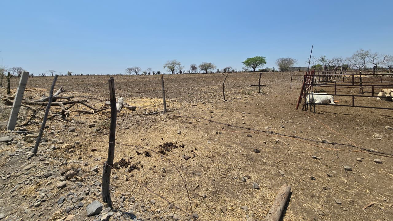 Campesinos alertan por posible sequía ante llegada de El Niño