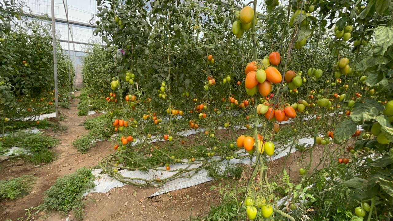 Preocupan lluvias y fuertes vientos a viveristas de la región