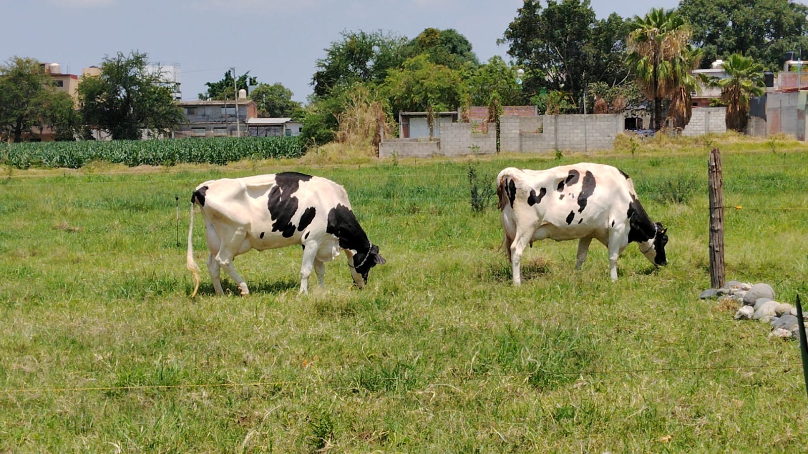 Impulsan programa de abasto de leche a bajo costo en Cuautla