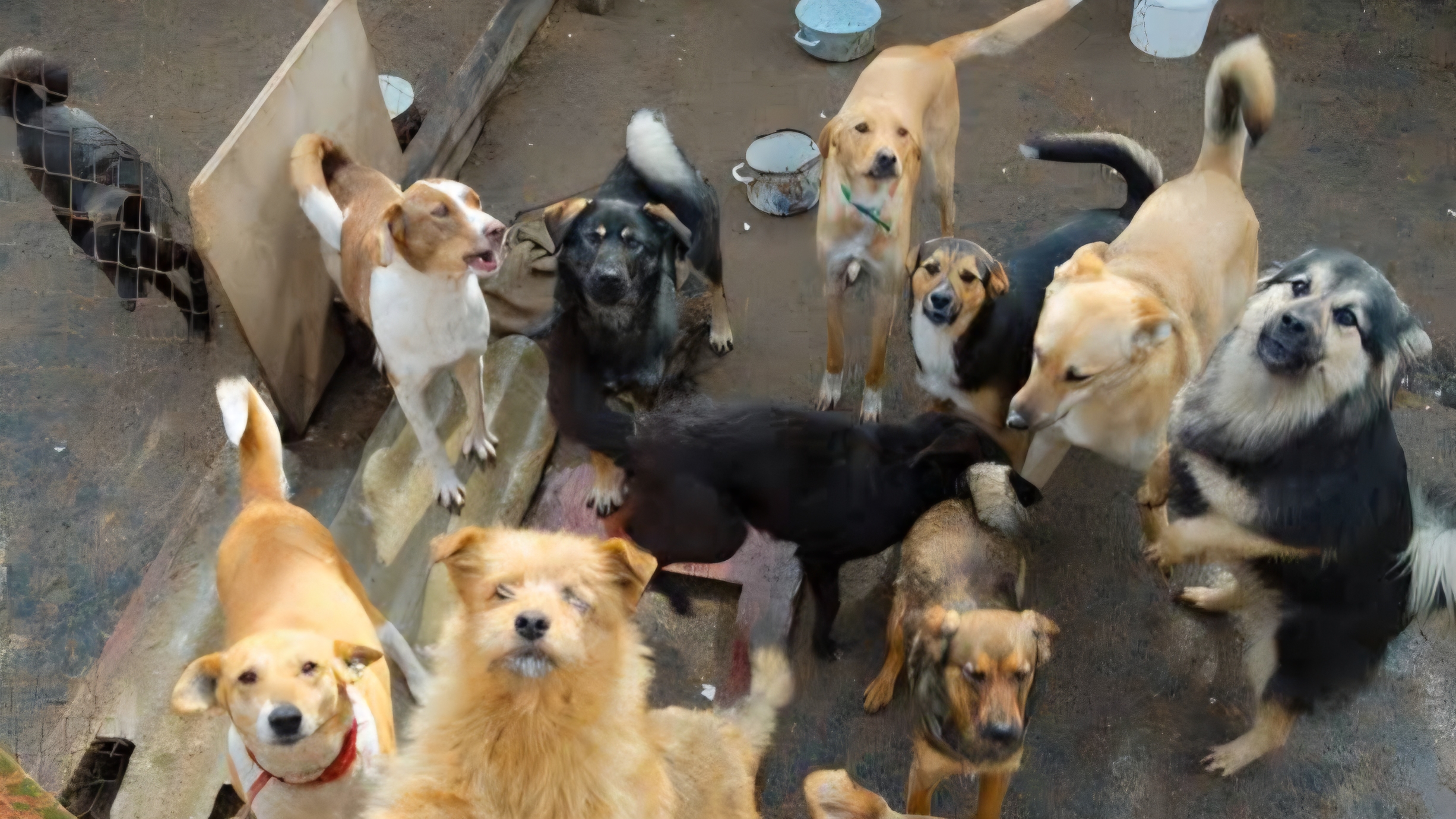 Organizan caminata en apoyo al albergue “Rescatando Mascotas” de Cuautla