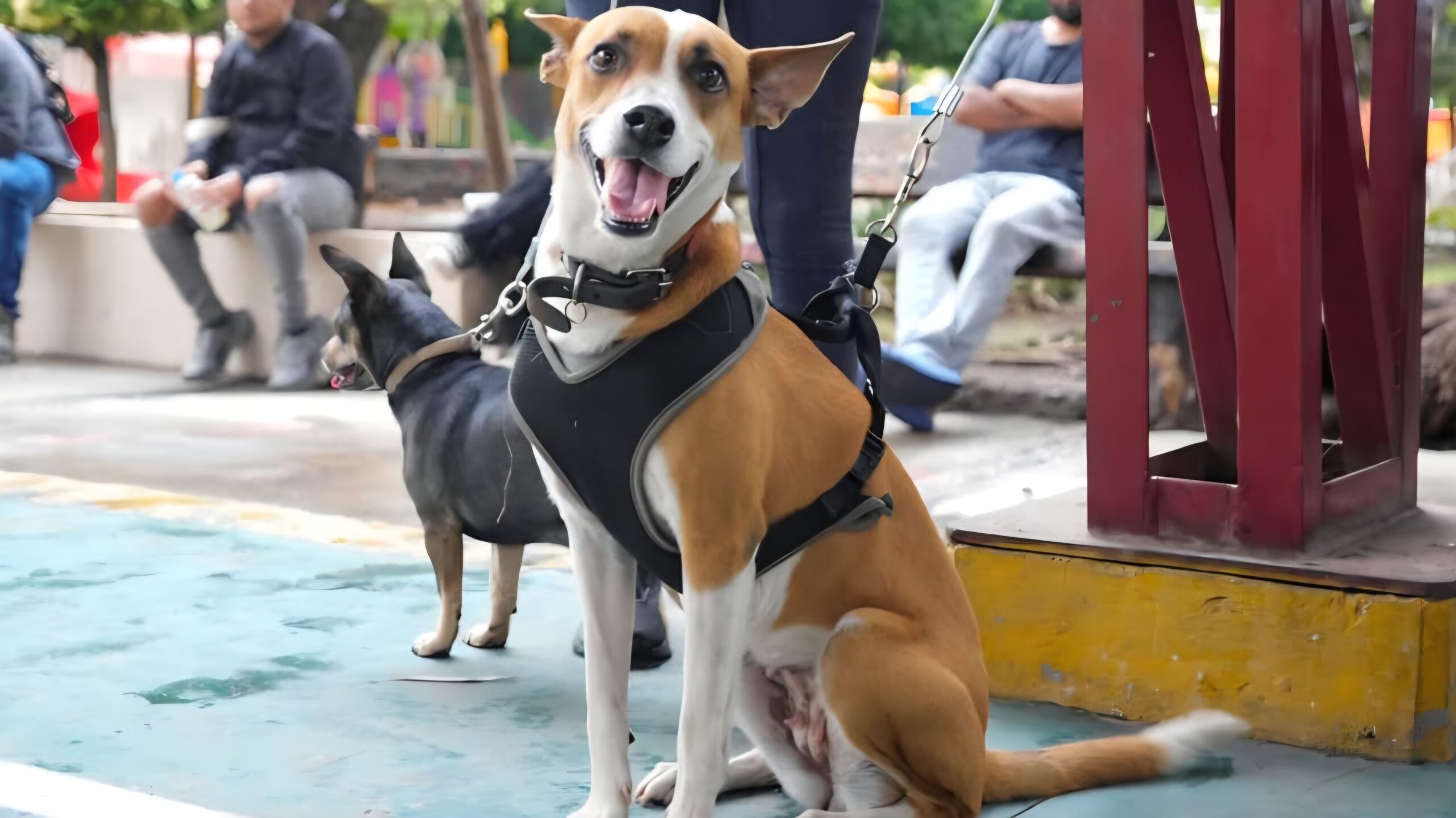 Realizan 145 esterilizaciones gratuitas en Cuautla