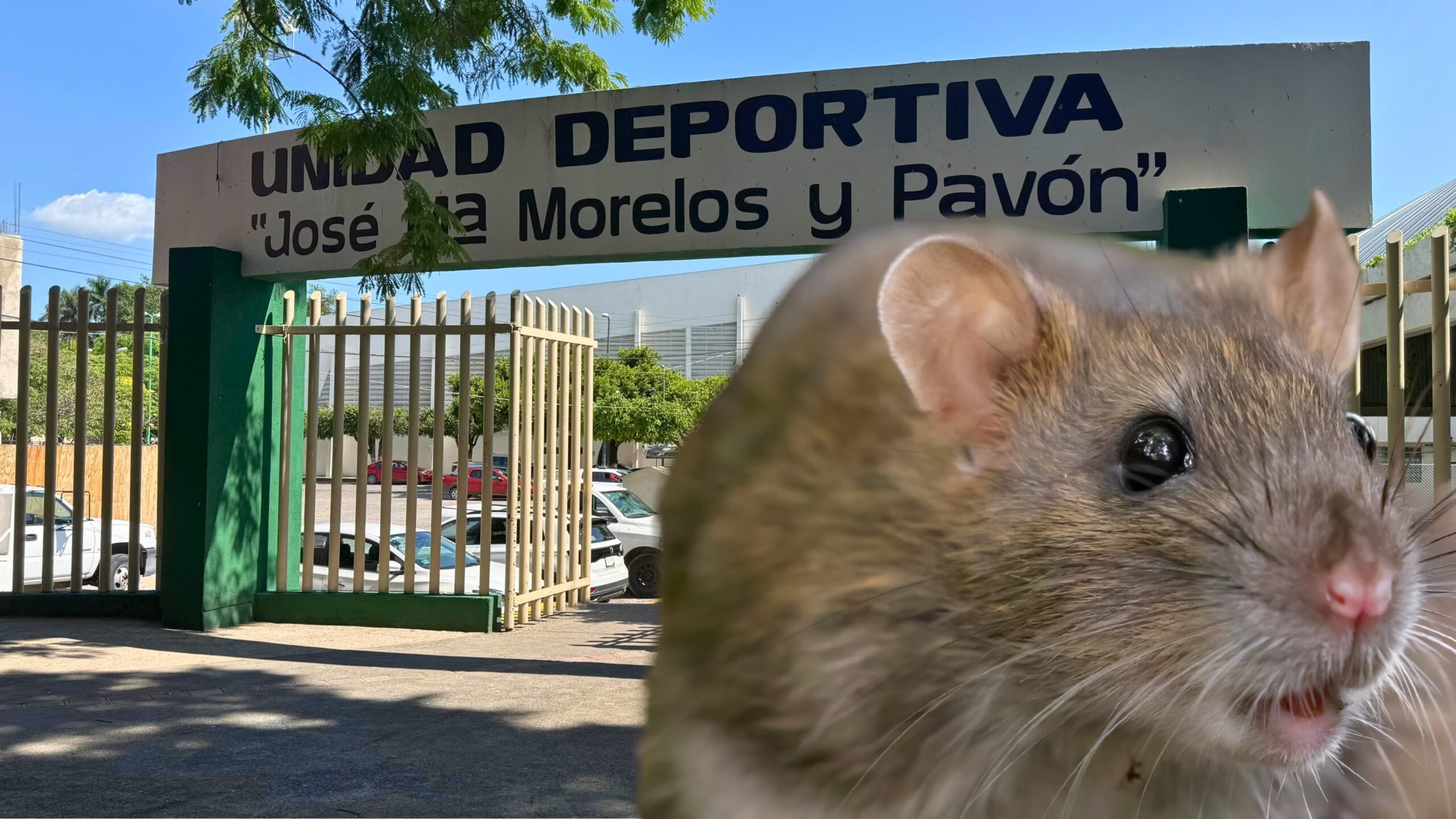Denuncian plaga de ratas en la Unidad Deportiva de Cuautla