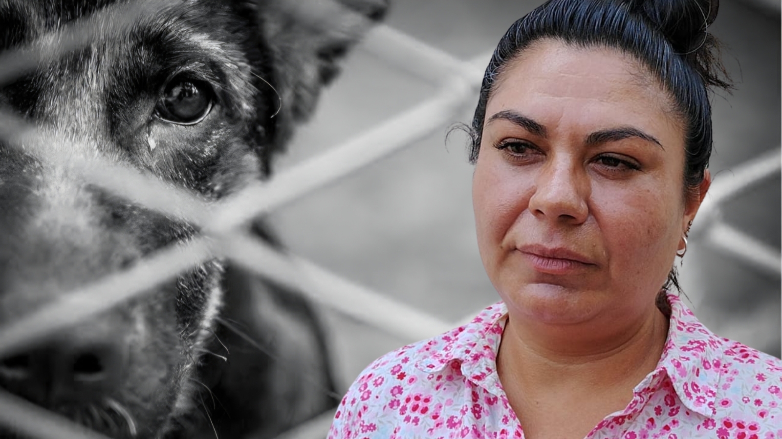 Aumentan las denuncias por maltrato animal, pero la problemática persiste en la región