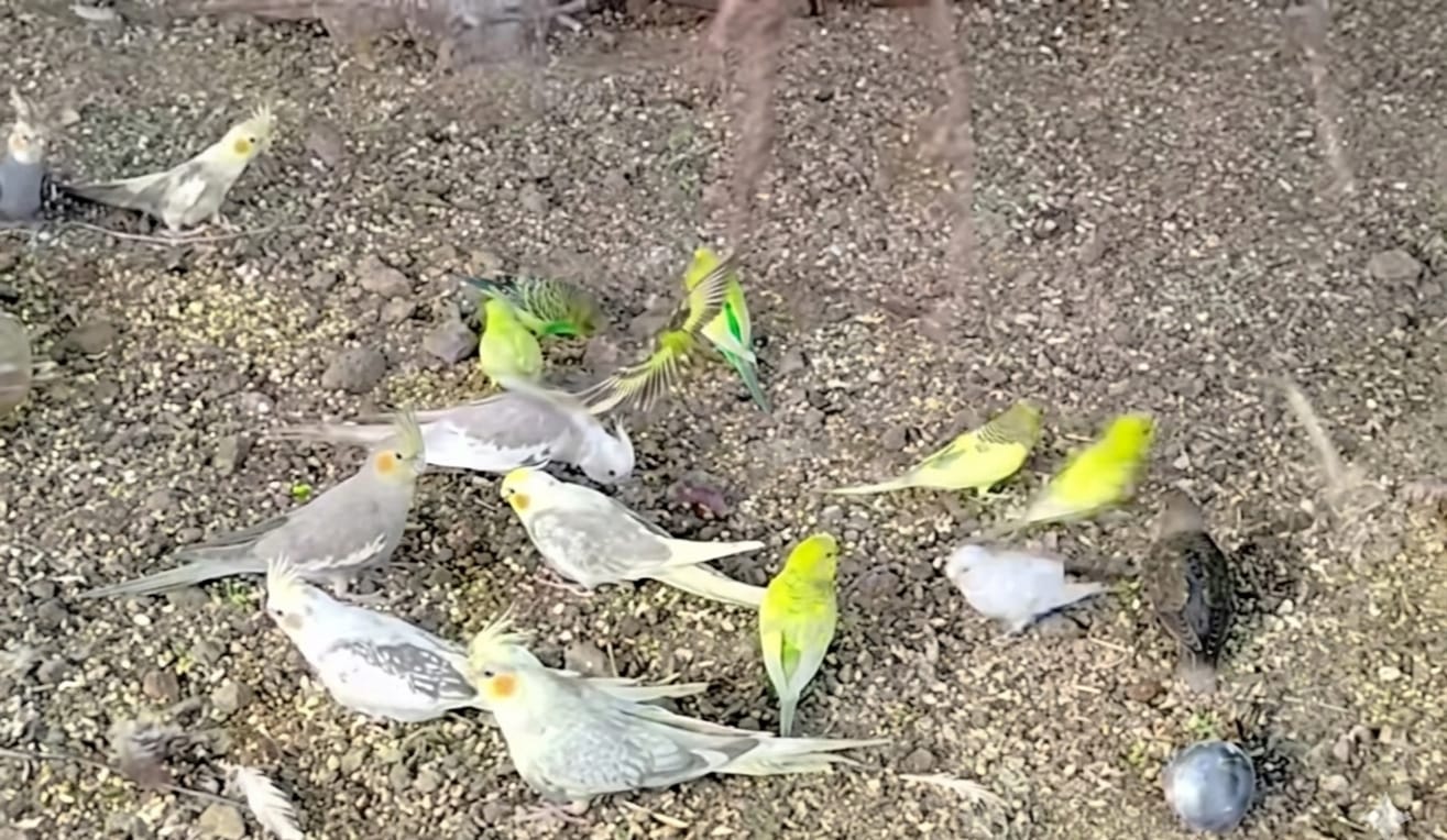 Contará el Parque Ecoturístico de Jonacatepec con aviarios