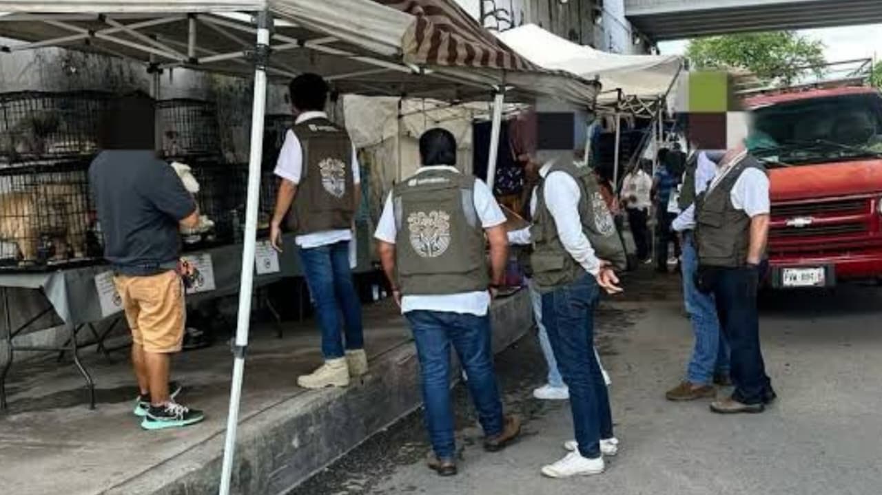 Vendedor de perritos en Cuautla deberá reparar el daño con trabajo comunitario