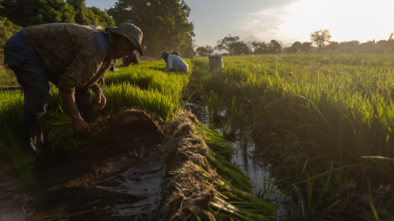 Buscan fortalecer la producción de arroz en Cuautla durante el ciclo agrícola 2026