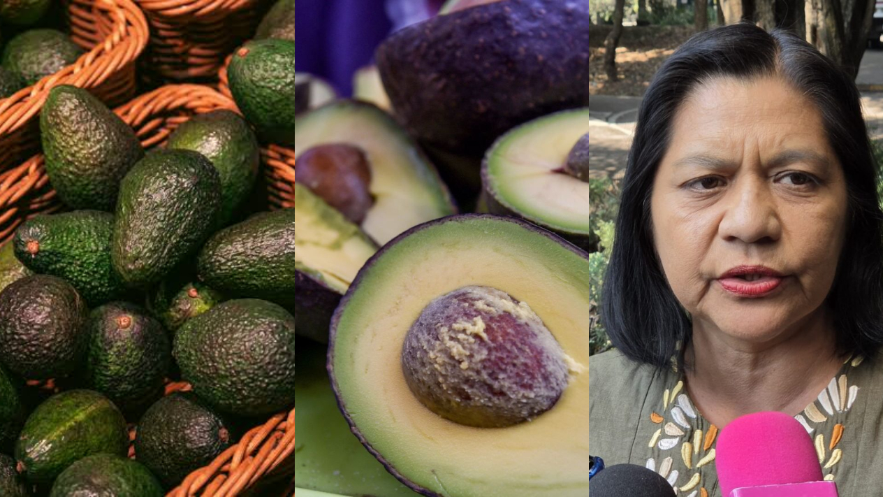 Aguacate del oriente de Morelos conquista mercados internacionales