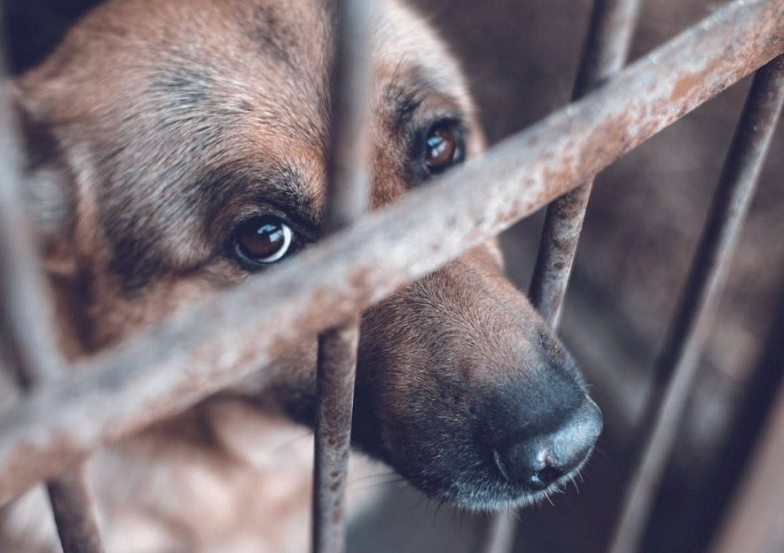 Suman 19 denuncias por maltrato animal ante la Fiscalía de Morelos