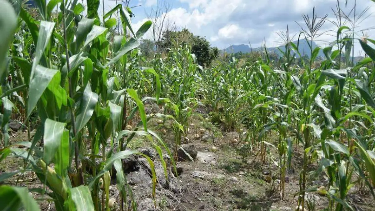 Impulsan biofertilizantes naturales para fortalecer cultivos en Axochiapan